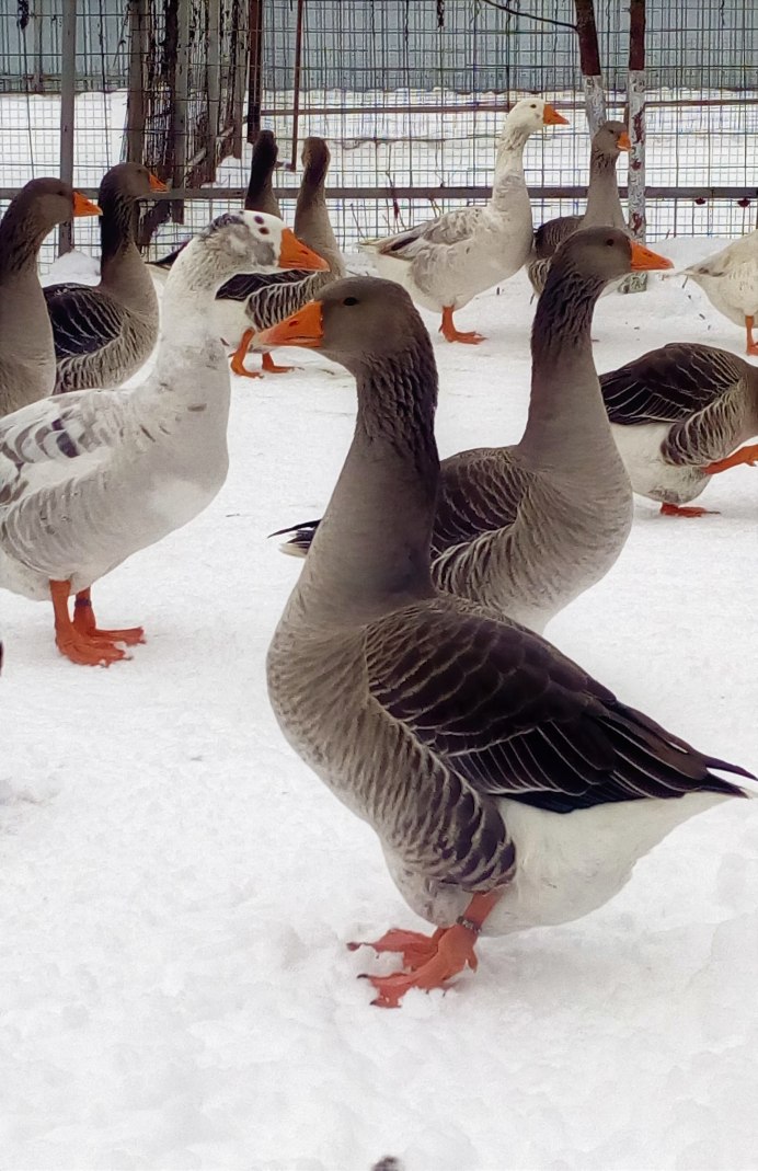 Тамбовская порода гусей
