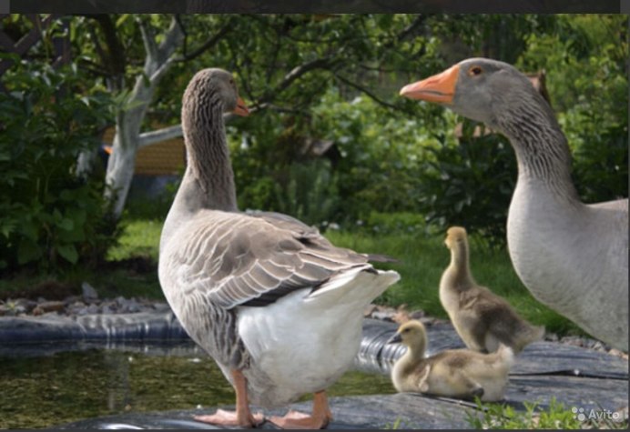 Крупная серая порода гусей