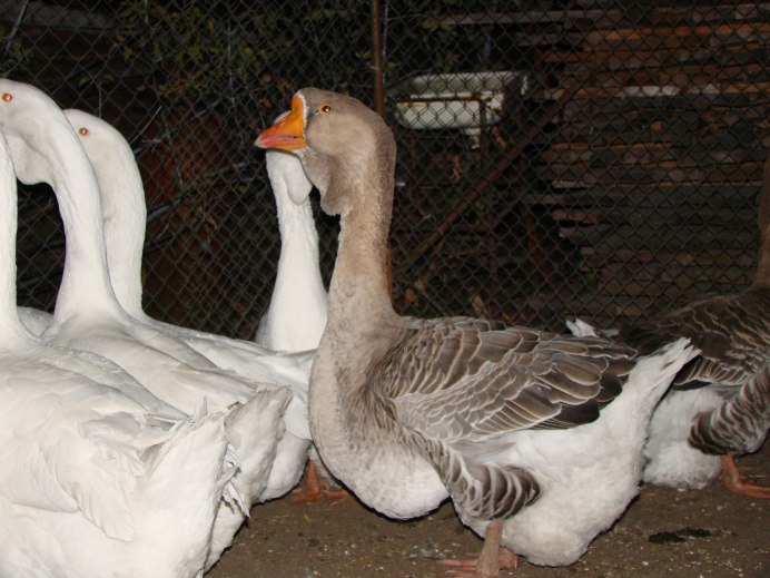 Харьковский Гусь