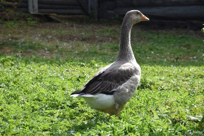 Гусь Тамбовский серый