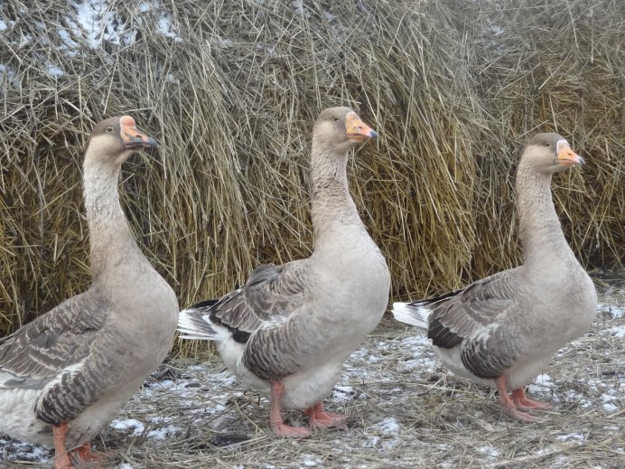 Линдовские гуси