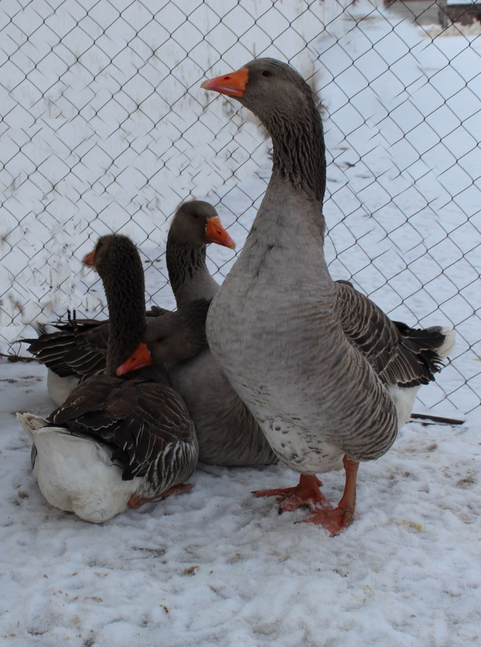 Тулузский Холмогорский Гусь