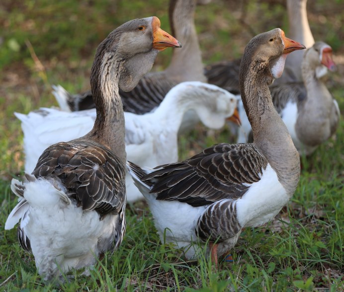 Серый хохлатый Гусь