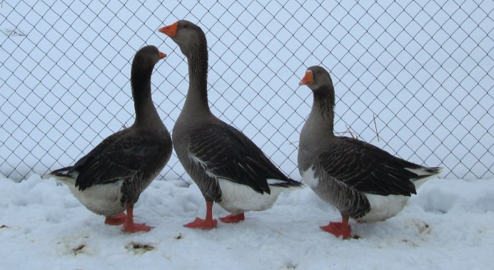 Гуси Холмогоры