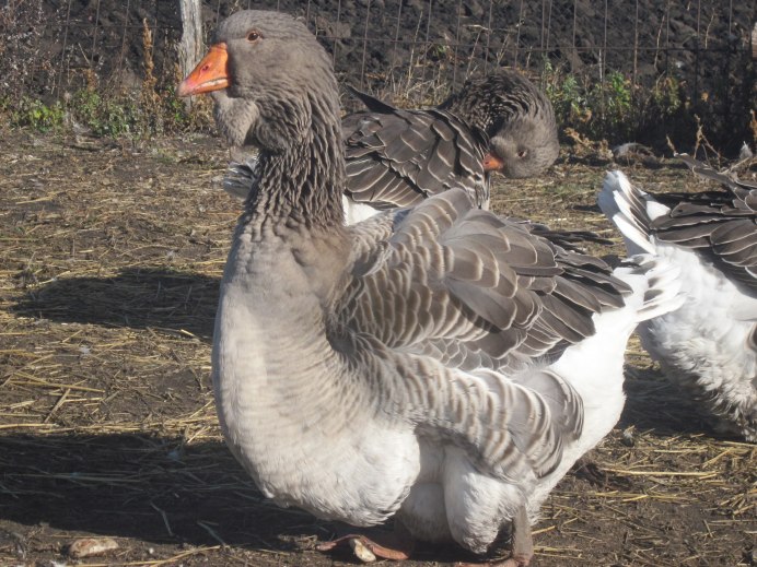 Гусята Холмогоры