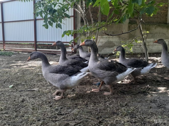 Порода гусей Гергуль