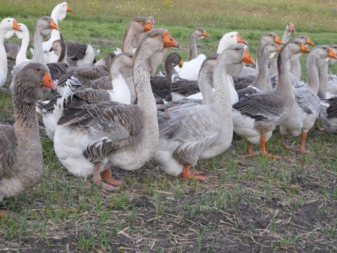 Птицы семейства гусиных