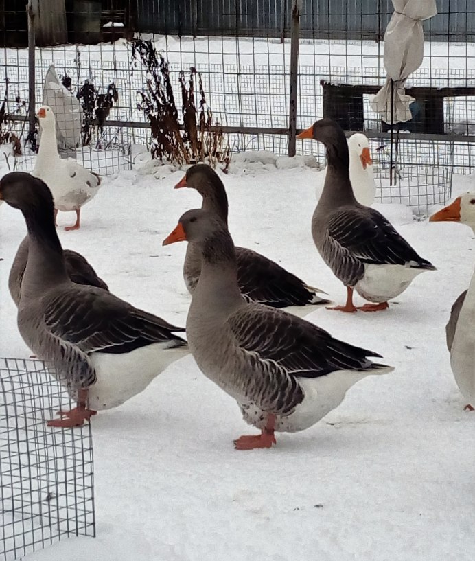 Тулузская порода гусей