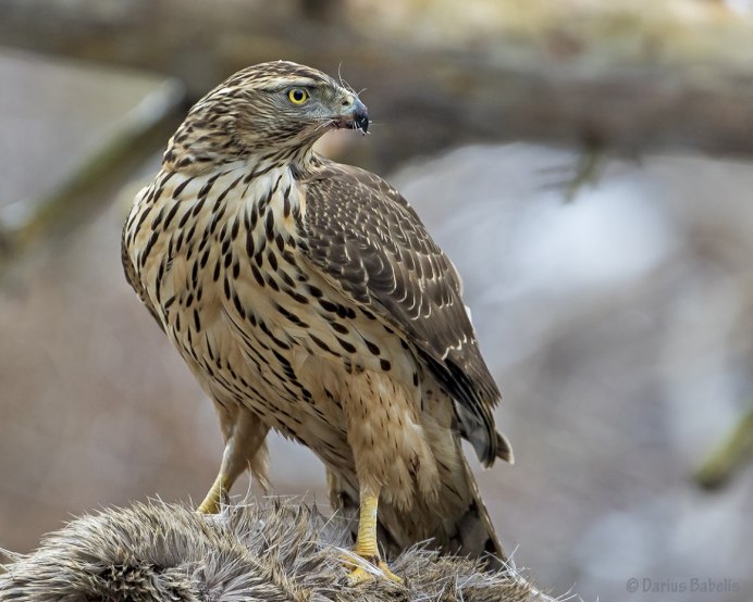 Ястреб-тетеревятник