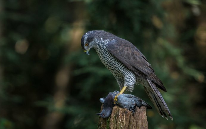 Сокол Сапсан и ястреб тетеревятник