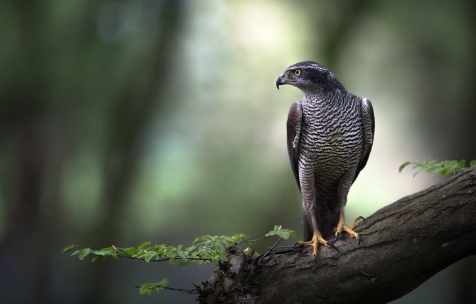 Птица ястреб тетеревятник