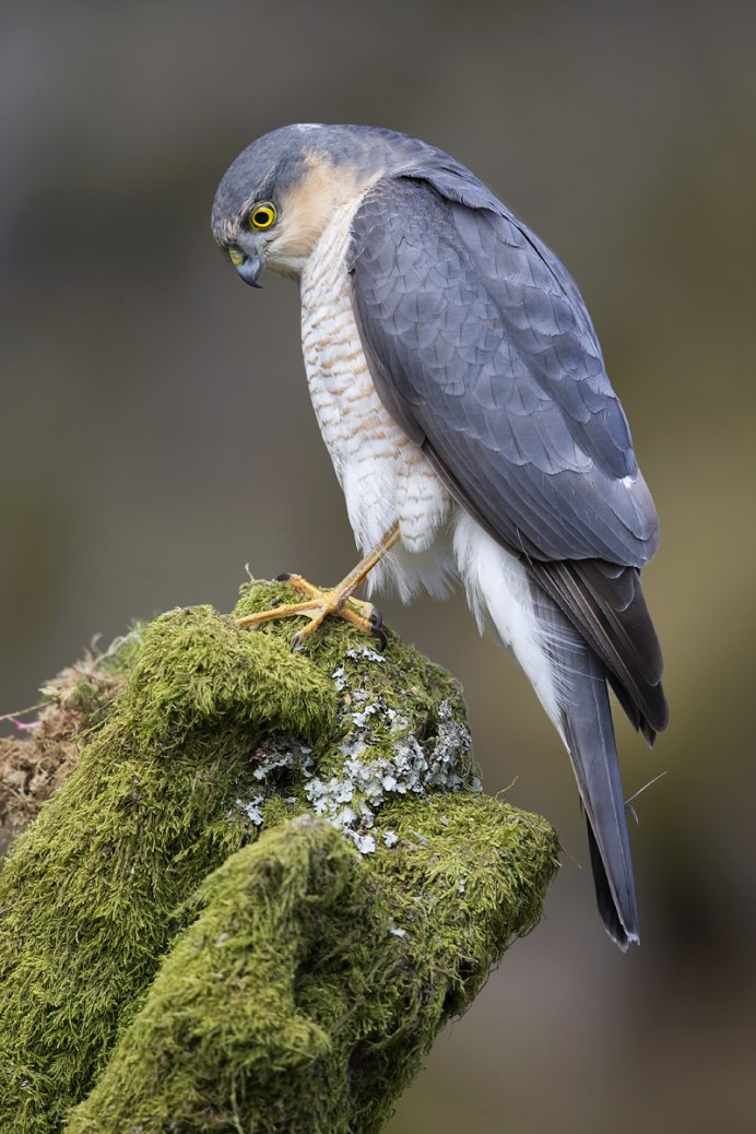 Тетеревятник (Accipiter gentilis)
