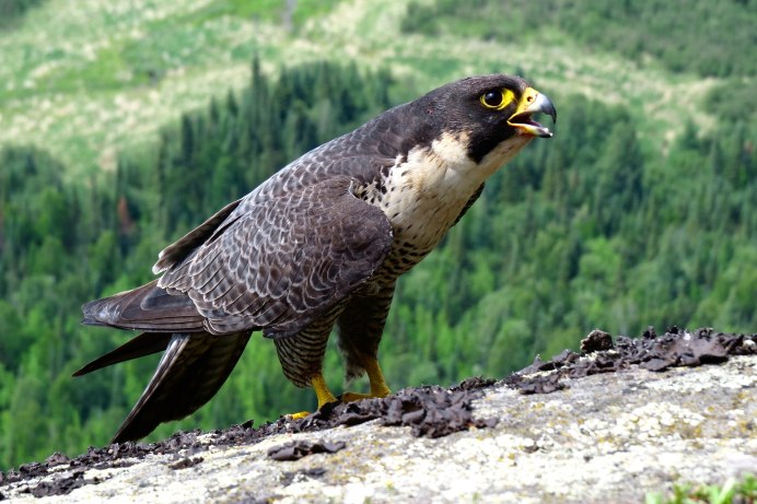 Ястреб тетеревятник альбинос