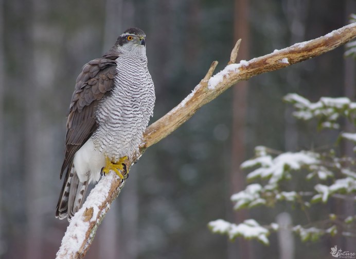 Ястреб - тетеревятник (Accipiter gentilis)