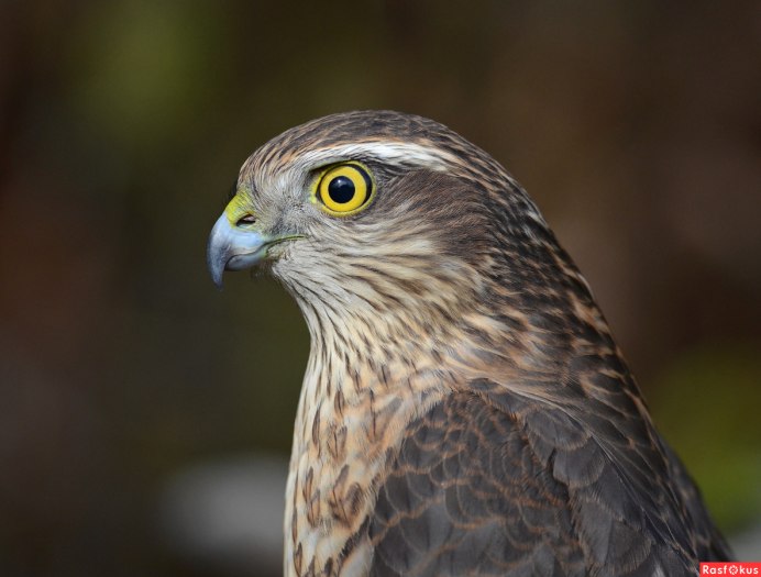 Ястреб-тетеревятник самка