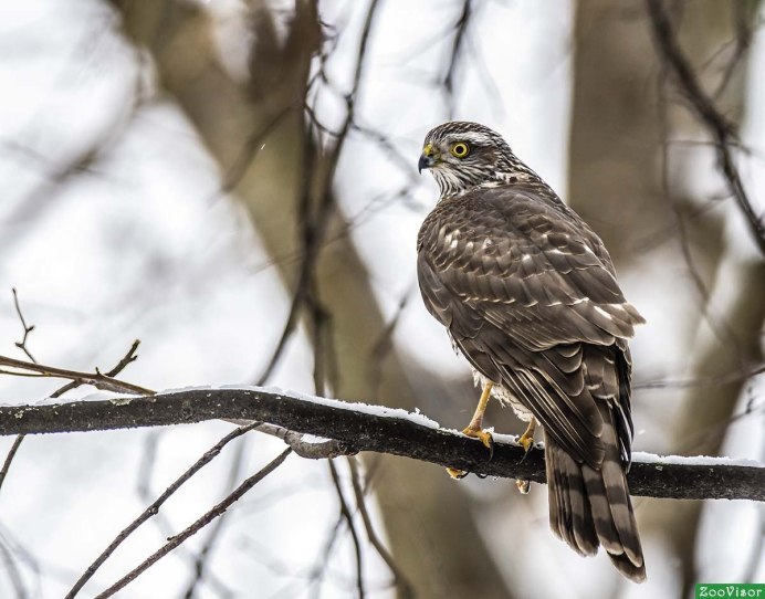 Сокол тетеревятник