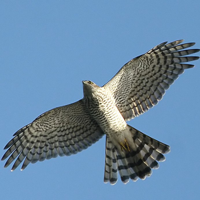 Ястреб канюк Орел Коршун