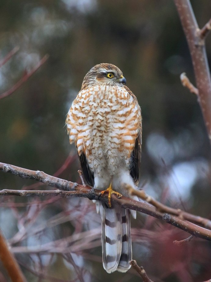 Камчатский ястреб-тетеревятник