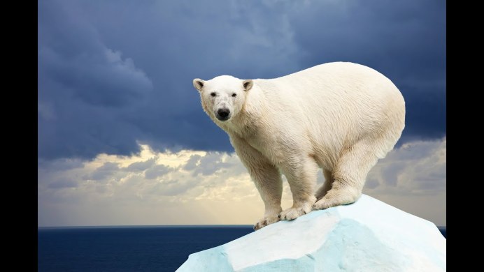 Белый мишка