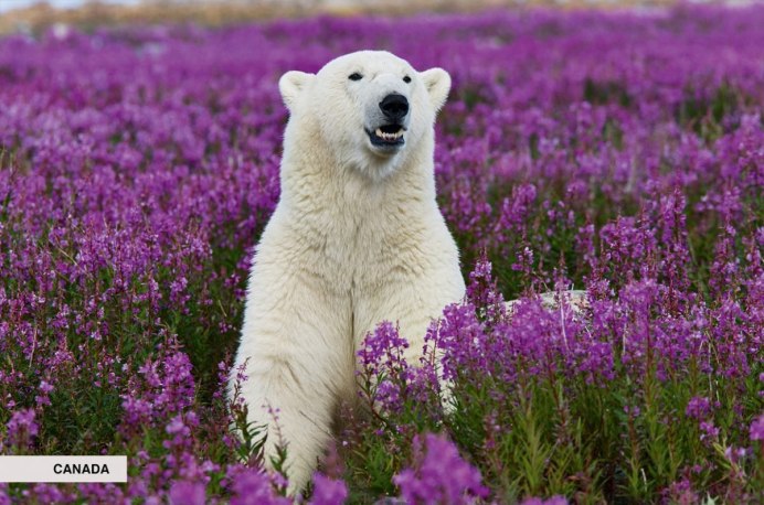 Волос белого медведя