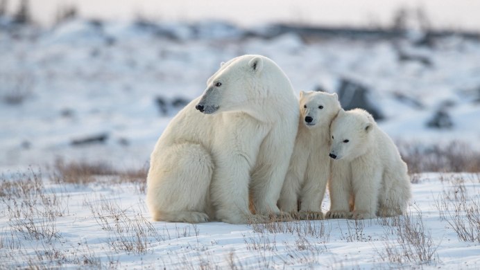 Книга большая белая в центре белый медведь, начинать с динозавров