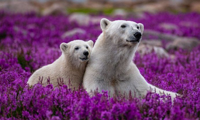 Медведь лежит в цветах