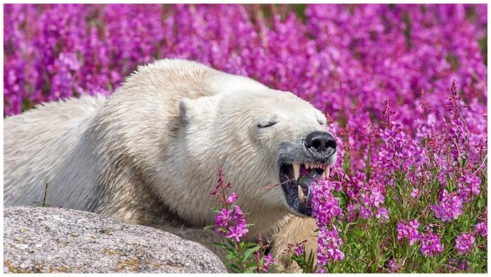 Белый медведь интернет