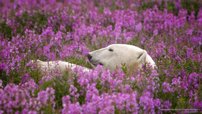Сиреневый плюшевый мишка