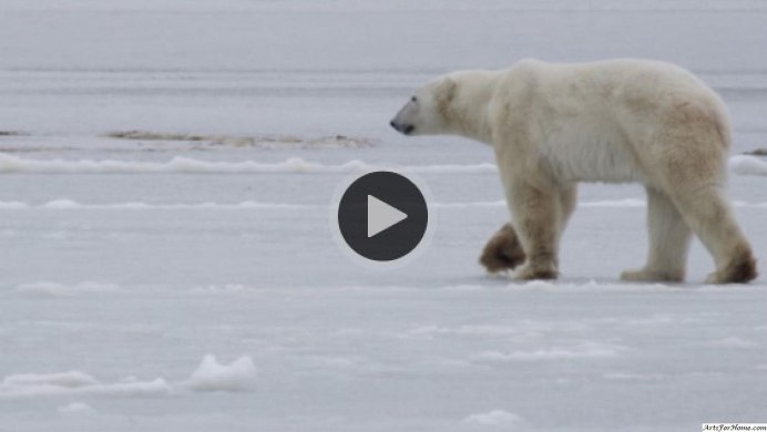 Белый медведь для фотомонтажа