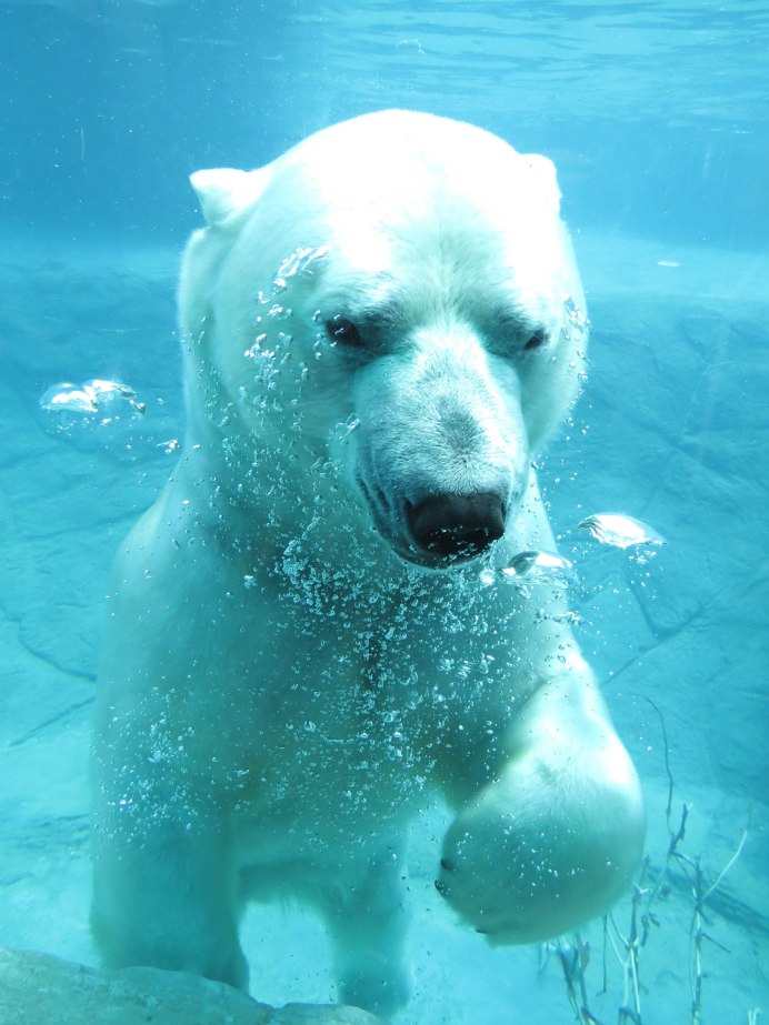 Фиолетовый Полярный медведь