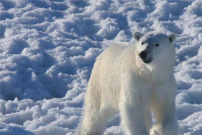 Полярный медведь тундра