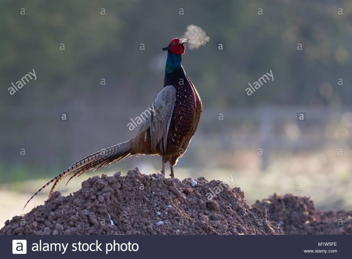 Черноголовый трагопан