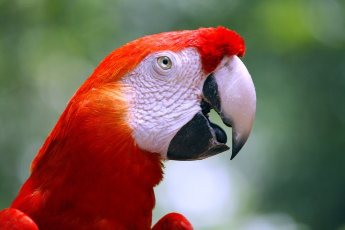 Красный попугай Lorikeet