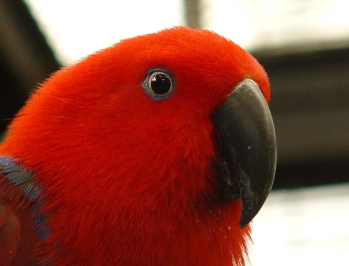 Попугай Macaw
