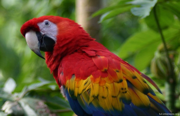 Красный попугай Lorikeet