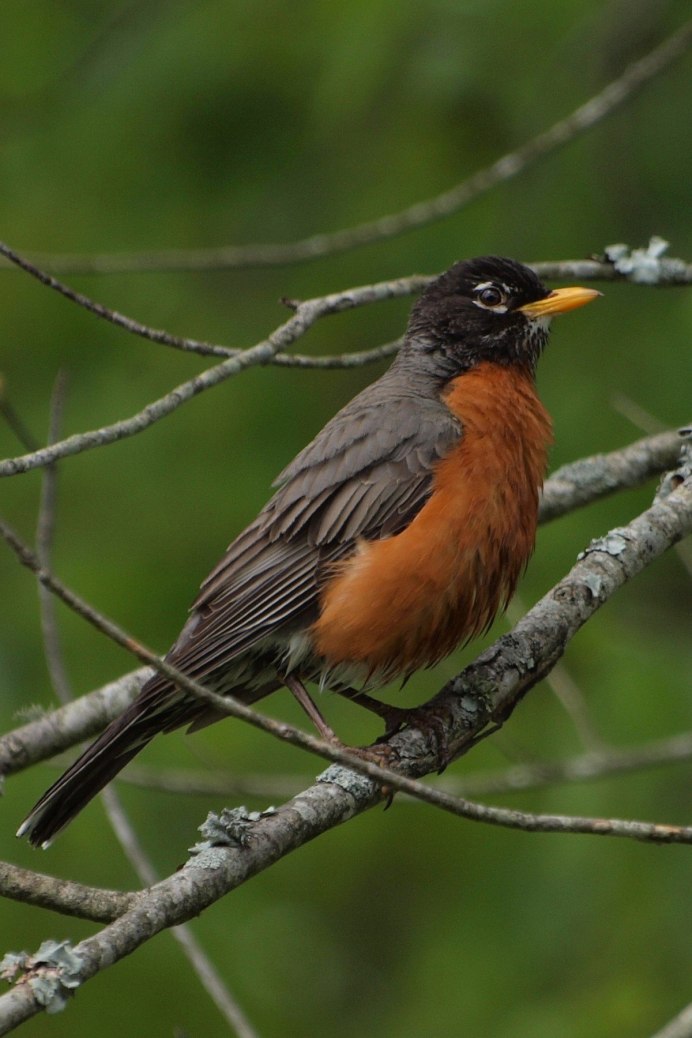 Майна (Acridotheres tristis)