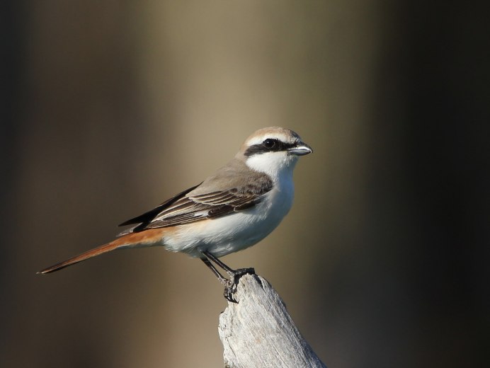 Кукша Perisoreus Infaustus