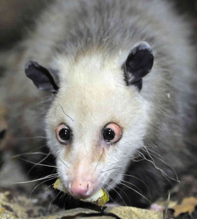 Опоссум (Didelphis virginiana)