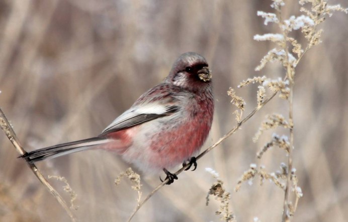 Чечетка урагус