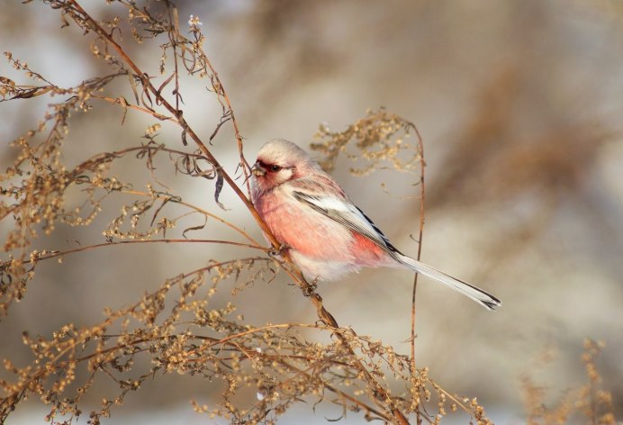 Урагус длиннохвостый