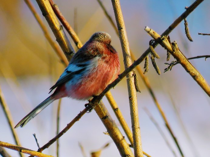 Сибирский Снегирь урагус