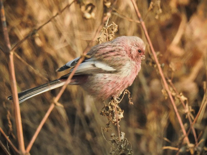 Урагус длиннохвостый