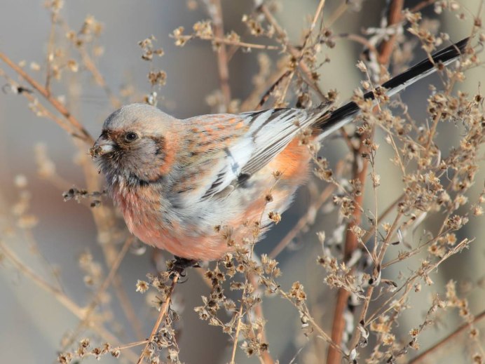 Урагус Дальневосточный