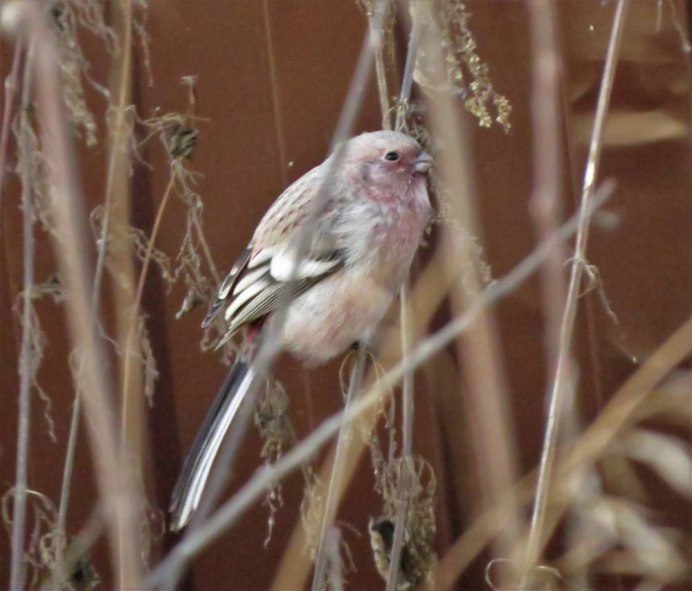 Урагус или длиннохвостый Снегирь