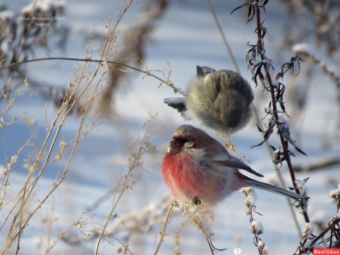 Урагус сибирикус