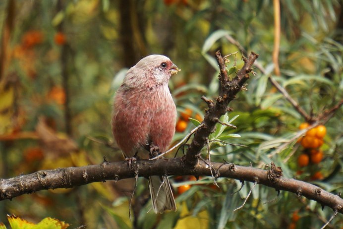 Длиннохвостый Снегирь в Хакасии