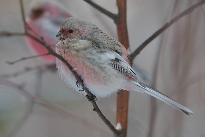 Урагус сибирикус