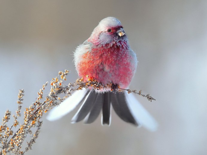 Длиннохвостая чечевица урагус