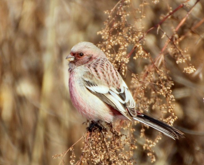 Урагус длиннохвостый Снегирь