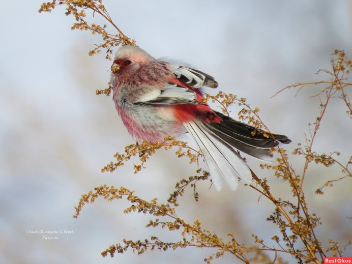 Птица урагус фото и описание